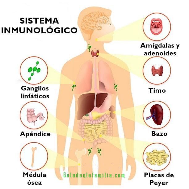 sistema inmunológico