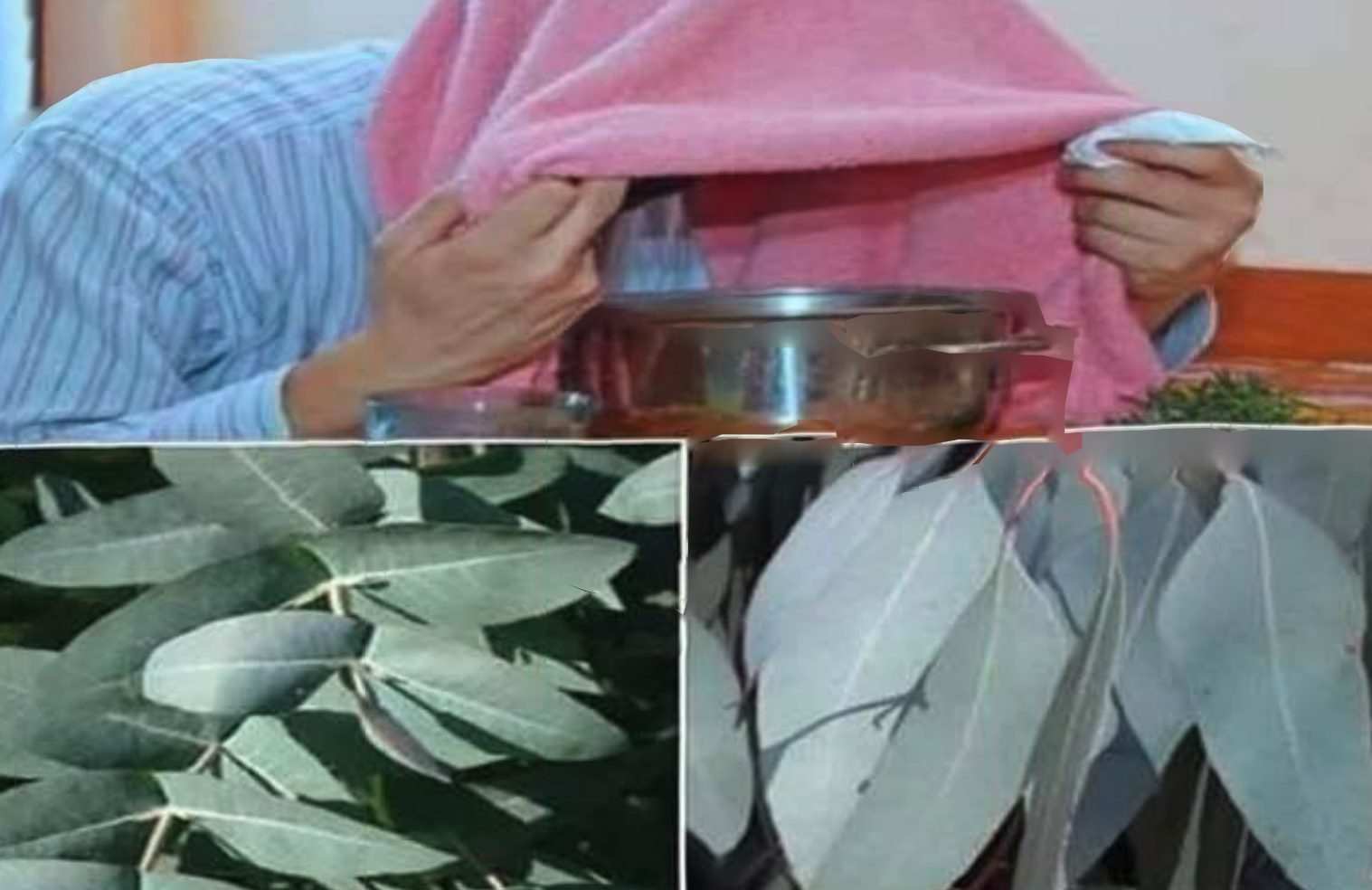 beneficios del Eucalipto y Recetas caseras. - Saludenlafamilia.com